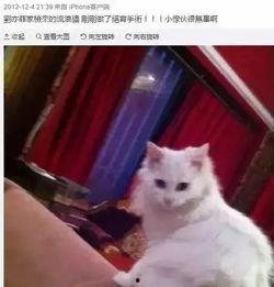 娱乐吃瓜酱男朋友不如猫,揭秘娱乐圈中的“喵星人”魅力