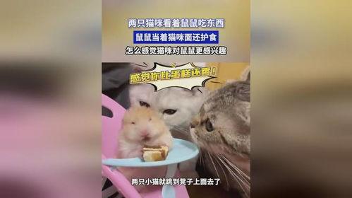 娱乐吃瓜酱鼠鼠,揭秘网络流行文化中的鼠鼠现象