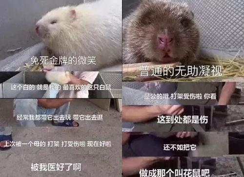娱乐吃瓜酱鼠鼠,揭秘网络流行文化中的鼠鼠现象