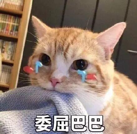 娱乐吃瓜君折耳猫,娱乐吃瓜君视角下的争议与真相