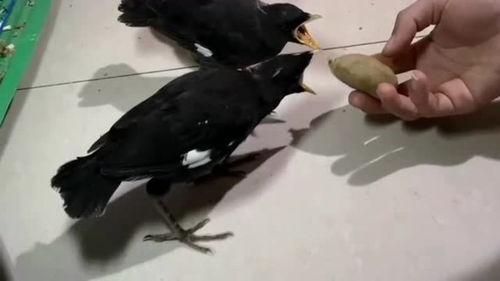 娱乐吃瓜小八哥是谁,网络红人的崛起之路