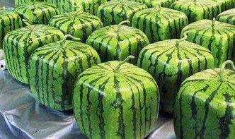 娱乐公司工作吃瓜,揭秘娱乐公司工作日常的吃瓜瞬间