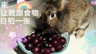 娱乐吃瓜酱 兔 圆 圆