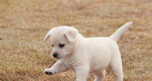 走近科学小狗长大娱乐吃瓜酱,揭秘小狗长大娱乐吃瓜酱背后的秘密