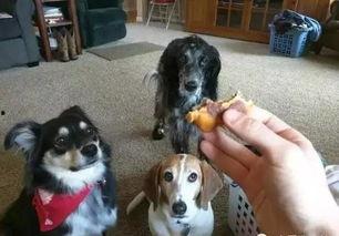 娱乐吃瓜养狗视频下载,一键下载，轻松享受欢乐时光