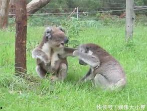 娱乐吃瓜酱考拉打架