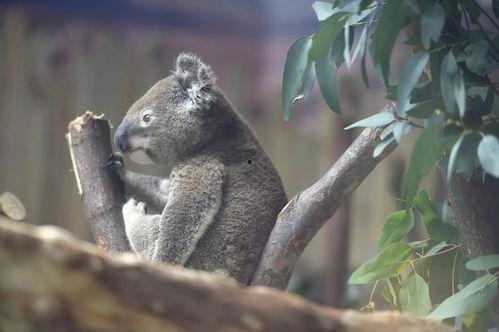 娱乐吃瓜酱考拉打架